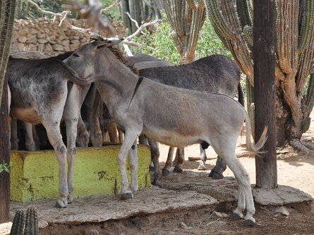 Donkey Sanctuary ABC Tours Jeep Safari: Donkey Sanctuary (20 June 2010)
