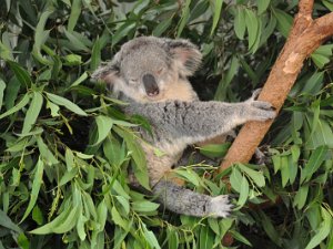 The Featherdale Wildlife Park The Featherdale Wildlife Park (3 January 2012)