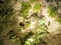 DSC_5584 Parque Nacional de las Cavernas del Río Camuy -- A trip to Puerto Rico -- 19 March 2017