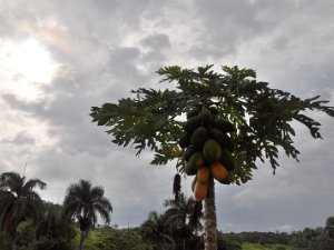 Aguada & Aguadilla (Jun/Jul 09) Aguada & Aguadilla, Puerto Rico (27 June - 2 July 2009). Took a few trips around the surrounding area (Aguada and...