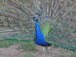 Arizona Wildlife World Zoo & Aquarium... Arizona Wildlife World Zoo & Aquarium (25 May 09)