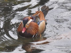 Central Park Zoo... Central Park Zoo