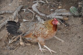 DSC_8204 null