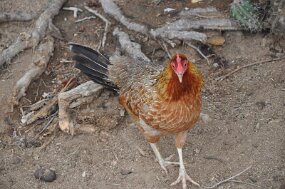 DSC_8205 null