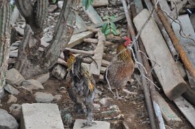 DSC_8213 null