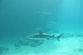 DSC_6673 null