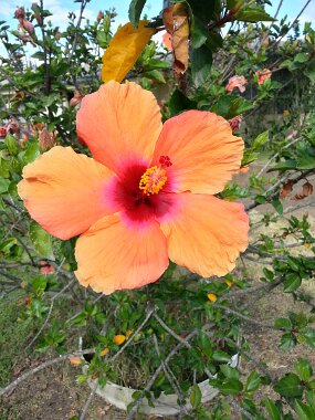 20151226_154354_HDR null