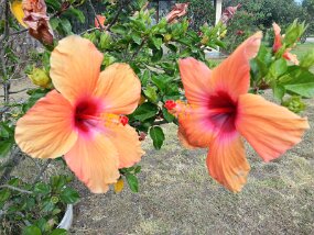 20151226_154403_HDR null