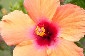 DSC_9904 null