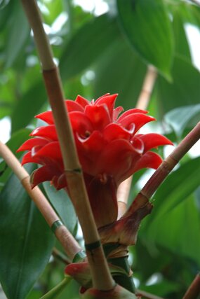 DSC_7378 null