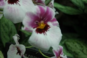 DSC_7404 null