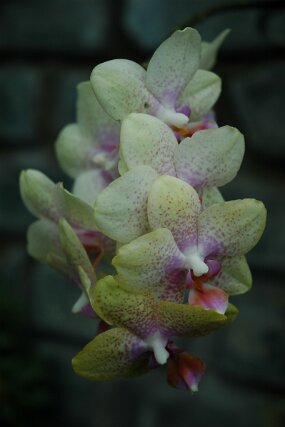 DSC_7416 null