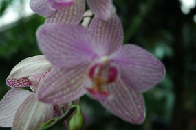 DSC_7418 null