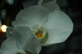 DSC_7419 null