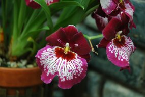 DSC_7423 null
