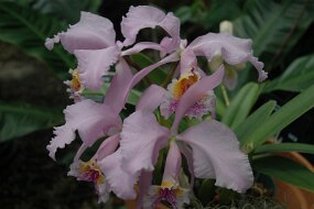 DSC_7442 null