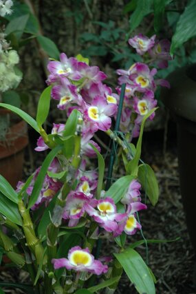 DSC_7445 null