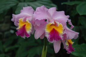 DSC_7450 null