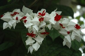 DSC_7466 null