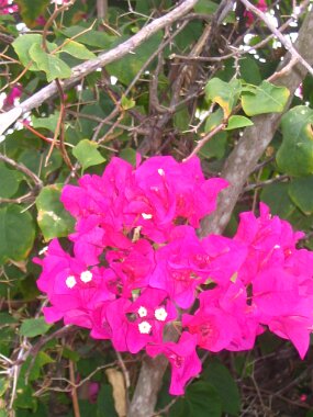 IMG_1630 null