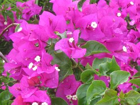 IMG_1735 null