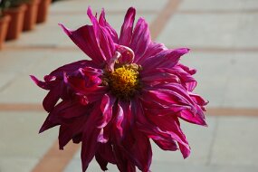 DSC_5785 null