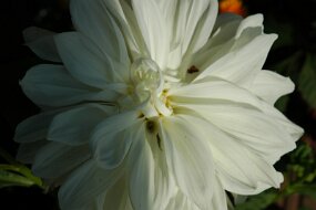 DSC_5787 null