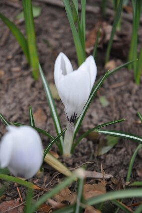 DSC_0204 null
