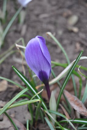 DSC_0205 null