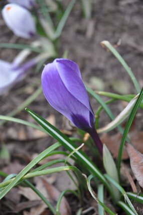 DSC_0206 null
