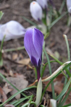 DSC_0209 null