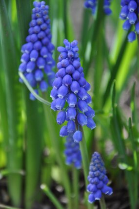 DSC_0240 null