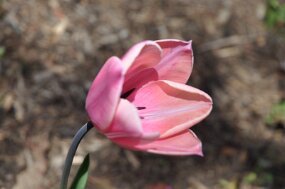 DSC_0249 null