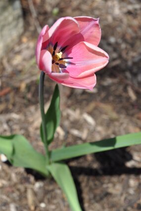 DSC_0250 null