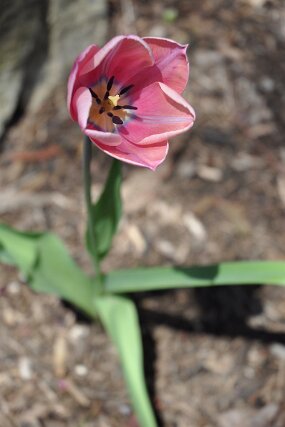 DSC_0252 null