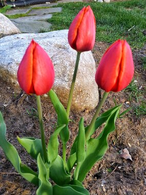 20150428_183531 null