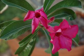 DSC_4757 null