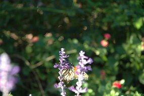 DSC_4774 null