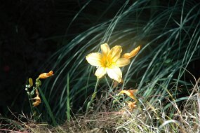 DSC_3454 null