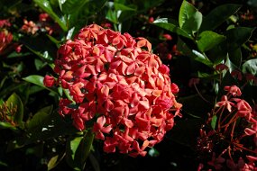 DSC_4929 null