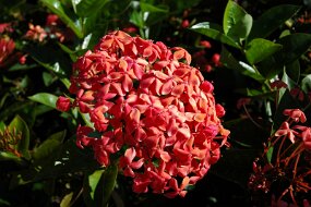 DSC_4930 null