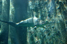 DSC_5151 null