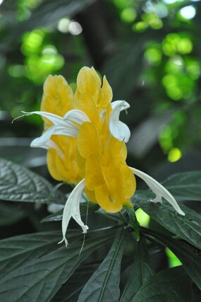 DSC_4171 null