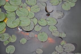 DSC_6500 null