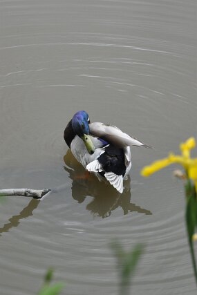 DSC_6751 null