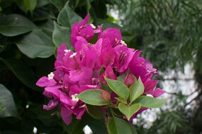 DSC_2171 null