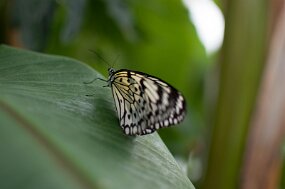 DSC_2178 null