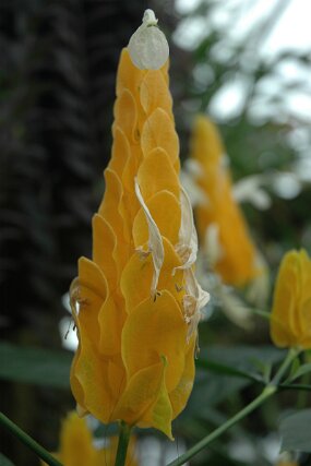 DSC_7380 null