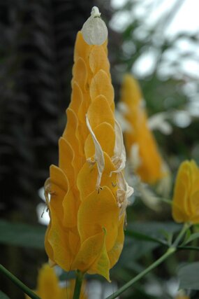 DSC_7381 null