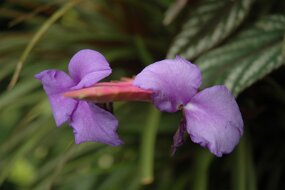 DSC_7392 null